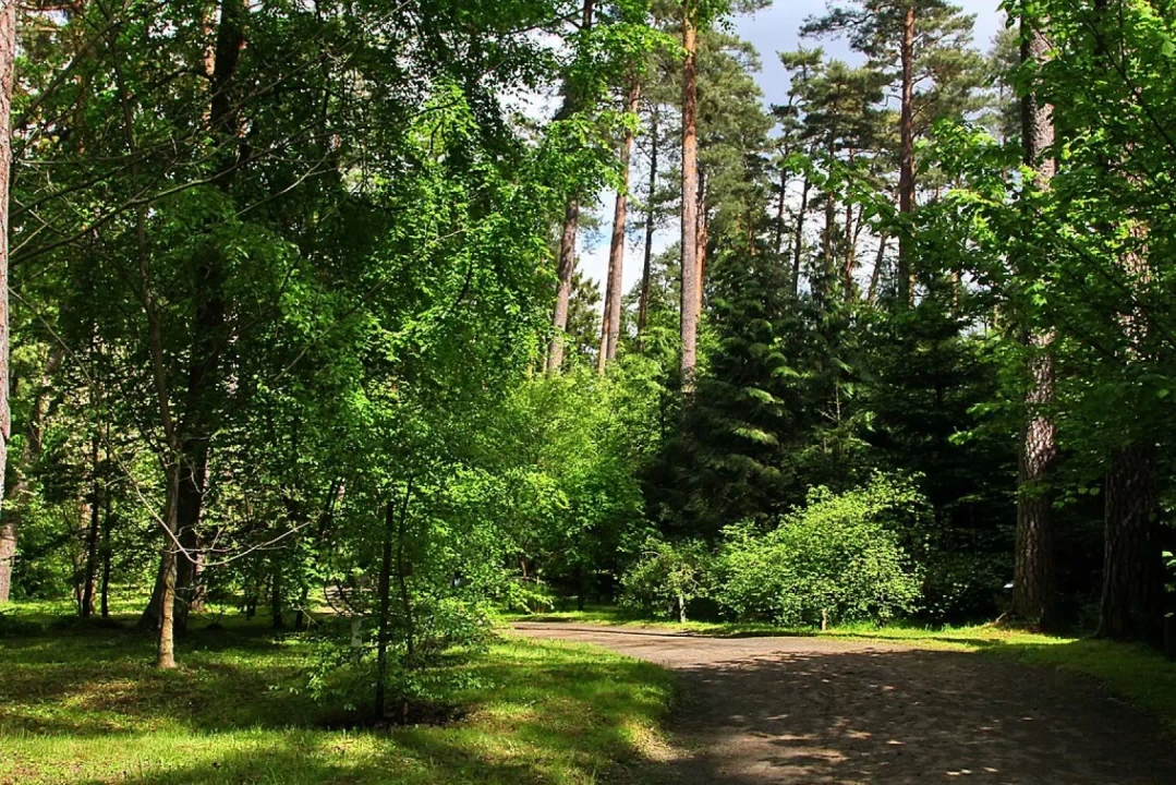 Zachwycająca roślinność, która bujnie porasta leśne arboretum.
