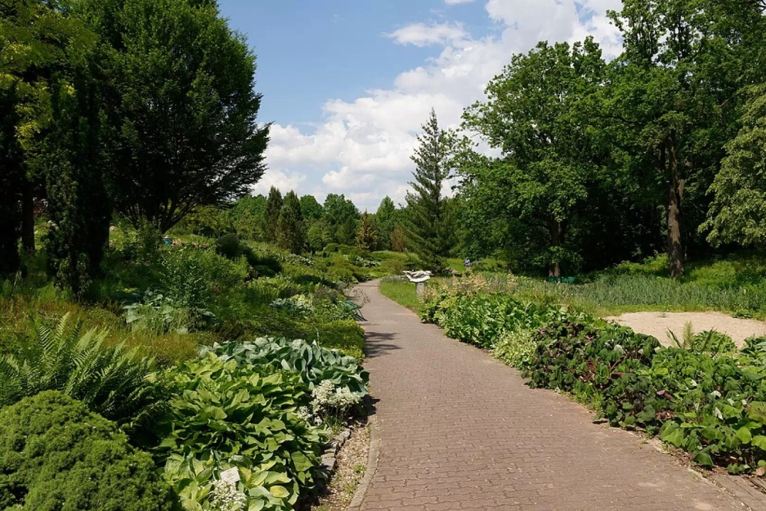 Ścieżka prowadząca przez ogród botaniczny w Powsinie. Wzdłuż niej znajduje się wiele krzewów oraz wysokich drzew.